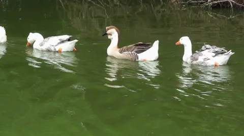 Geese on the lake Stock Footage 40606503