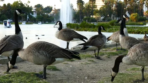 Geese On A Lake Stock Footage 123947527