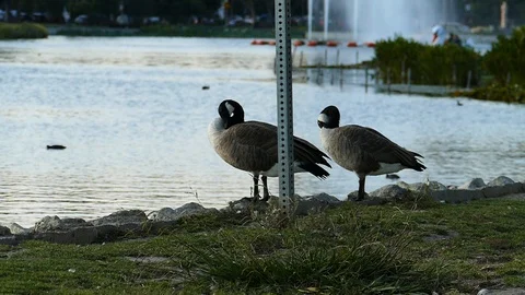 Geese On A Lake Stock Footage 123947555