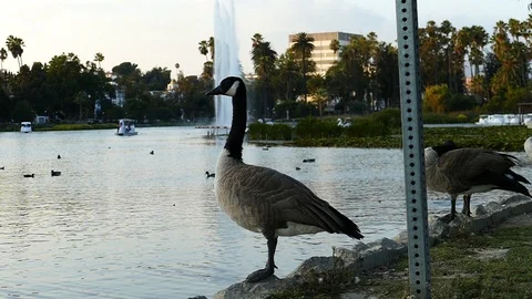 Geese On A Lake Stock Footage 123947583