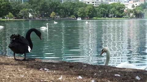 Geese on the lake Stock Footage 168475035