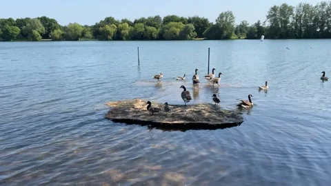 Geese in the lake Stock Footage 243645599