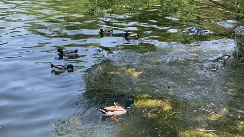 Geese in the lake Stock Footage 243651104