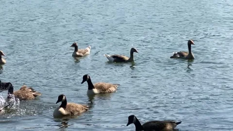 Geese in the lake Stock Footage 243651183