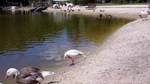 Geese by the Lake Stock Footage 293225031