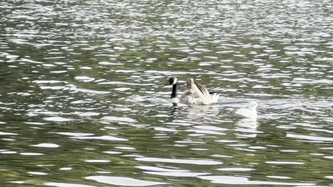 Geese in the Lake Stock Footage 317628749