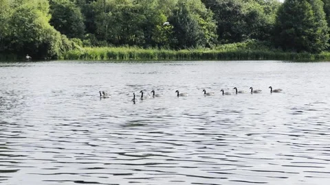 Geese in the Lake Stock Footage 317628751