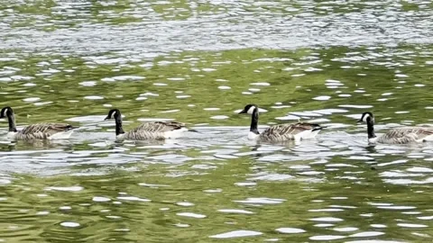 Geese in the Lake Stock Footage 317628752