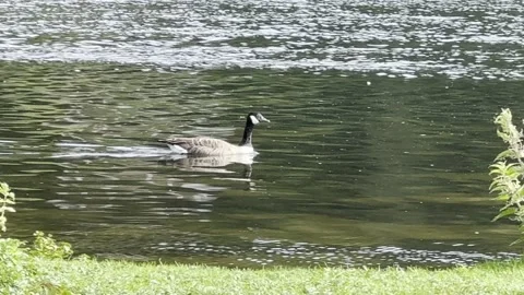 Geese in the Lake Stock Footage 317628758