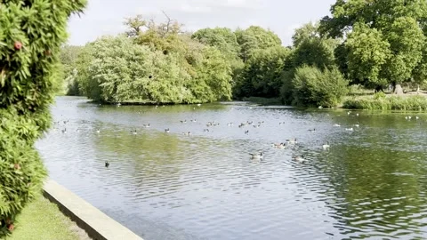 Geese in the Lake Stock Footage 317628788