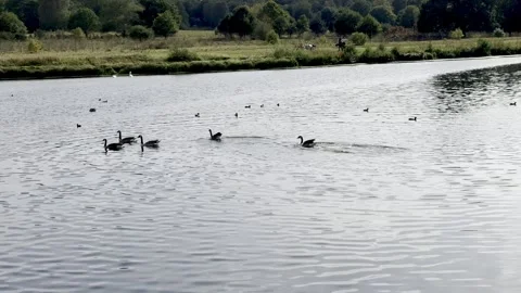 Geese in the Lake Stock Footage 317628798