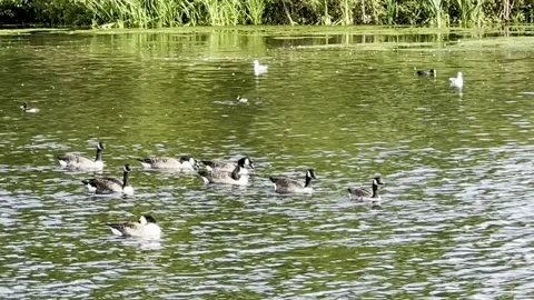 Geese in the Lake Stock Footage 317628799