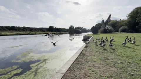 Geese in the Lake Stock Footage 317628808