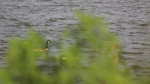 Geese in lake hiding behind tall grass Stock Footage