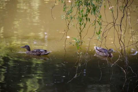 Geese On the Lake Stock Photos