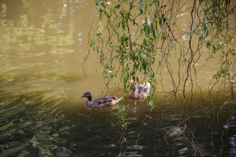 Geese On the Lake Stock Photos
