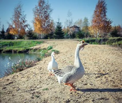 Geese on the Lake Stock Photos