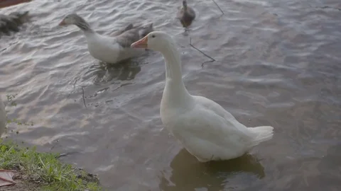 Geese in the lake shallows Stock Footage 74065940