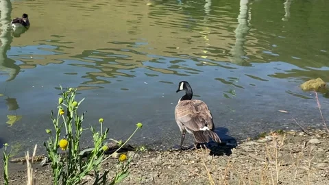 Geese by the lake side Stock Footage 200988583