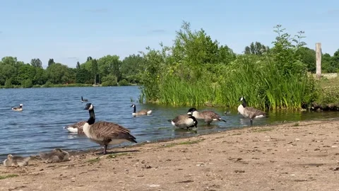 Geese by the lake side Stock Footage 243173789