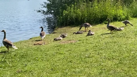 Geese by the lake side Stock Footage 243645342