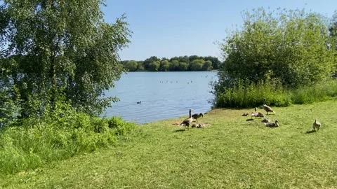 Geese by the lake side Stock Footage 243645843