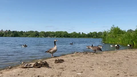 Geese by the lake side Stock Footage 243651777