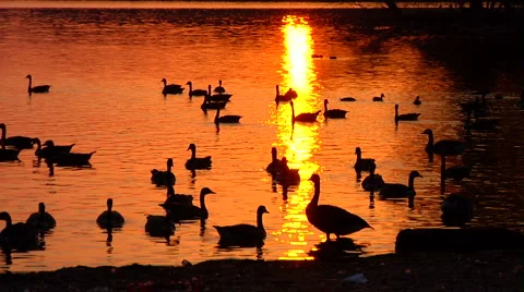 Geese in Lake at Sunset Video stock 1065991
