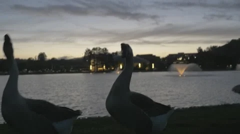 Geese at lake at sunset Stock Footage 50055485