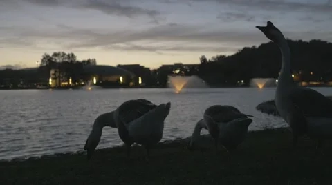 Geese at lake at sunset Stock Footage 50055513