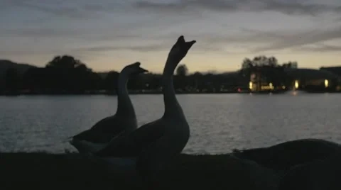 Geese at lake at sunset Stock Footage 50055770