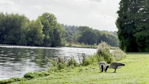 Geese at the lakeside Stock Footage 317628767