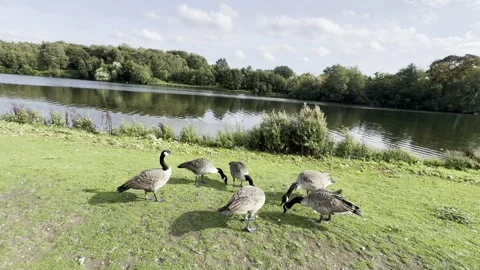 Geese at the lakeside Stock Footage 317628777