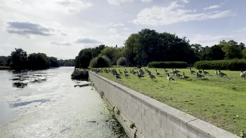 Geese at the lakeside Stock Footage 317628781