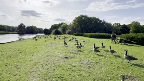Geese at the lakeside Stock Footage 317628786