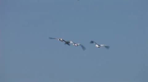 Geese Landing 1 Stock Footage 10599089