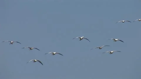 Geese Landing 2 Stock Footage 10599302