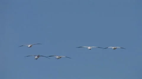 Geese Landing 4 Stock Footage 10599366