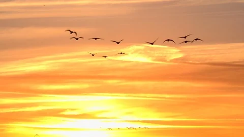 Geese landing with backdrop of sunset 4K Video stock 101086243