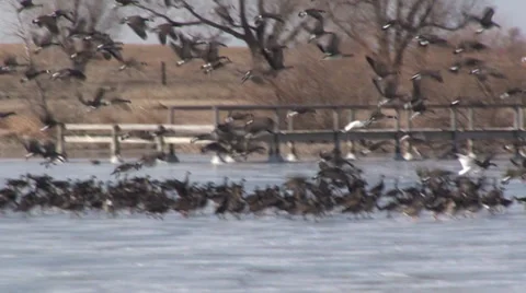 Geese Landing Stock Footage 36576844