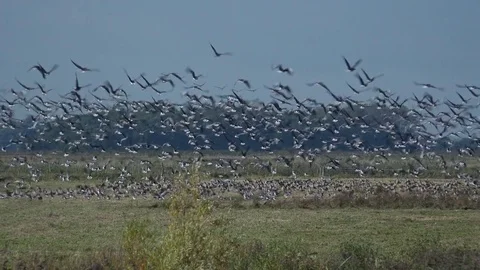 Geese in large flock take to the sky in England pink feet 4K Видео 82446734