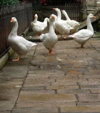 Geese at large Stock-Fotos