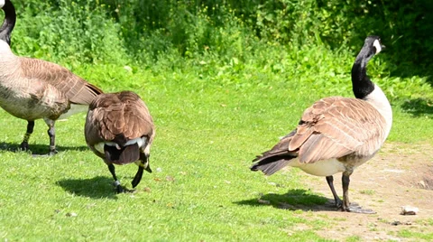 Geese on the lawn Stock Footage 39325251