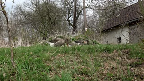 Geese on the lawn. Patterned big bird looking for food. Stock Footage 153364628
