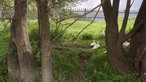 Geese lie in the shade on the lawn. Stock Footage 115262753