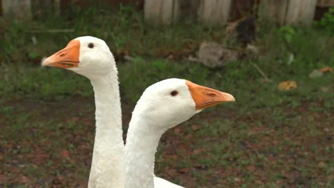 Geese look at the camera, close-up. white goose head on a blurry background of Stock Footage 139137704
