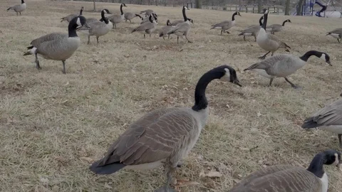 Geese looking for food Stock Footage 98223530