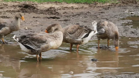 Geese looking for food in a puddle Stock-Footage 85684044