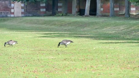 Geese looking for some peace Stock Photos