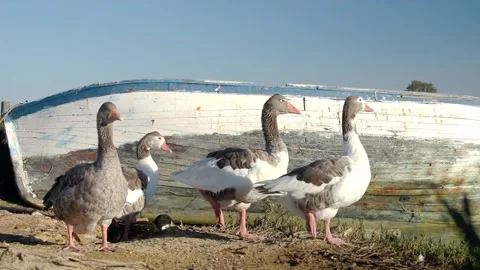 Geese looking standing Stock Footage 153035534